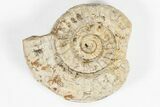 Flat: - Jurassic Ammonites From England - Pieces #91429-1
